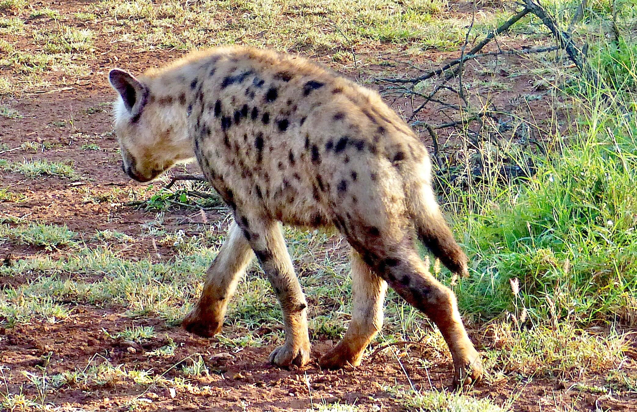 Spotted Hyena
